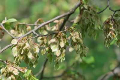 Ulmus laevis - jilm brvitý (vaz) - květenství (2)
